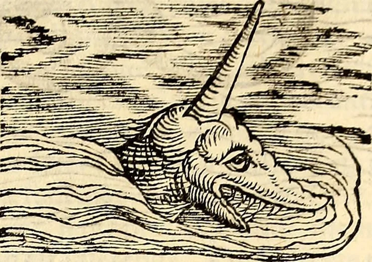 An illustration from Icones animalium quadrupedum uiuiparorum et ouiparorum : quae in Historiae animalium Conradi Gesneri libro I. et II. describuntur, cum nomenclaturis singulorum latinis, graecis, italicis, gallicis, et germanicis plerunque, et aliarum quoque linguarum, certis ordinibus digestae, 1560, leaf 502