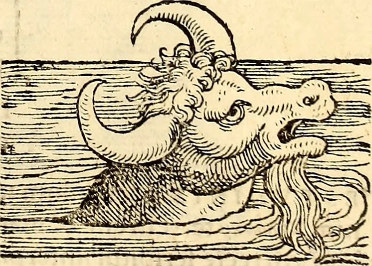 An illustration from Icones animalium quadrupedum uiuiparorum et ouiparorum : quae in Historiae animalium Conradi Gesneri libro I. et II. describuntur, cum nomenclaturis singulorum latinis, graecis, italicis, gallicis, et germanicis plerunque, et aliarum quoque linguarum, certis ordinibus digestae, 1560, leaf 502