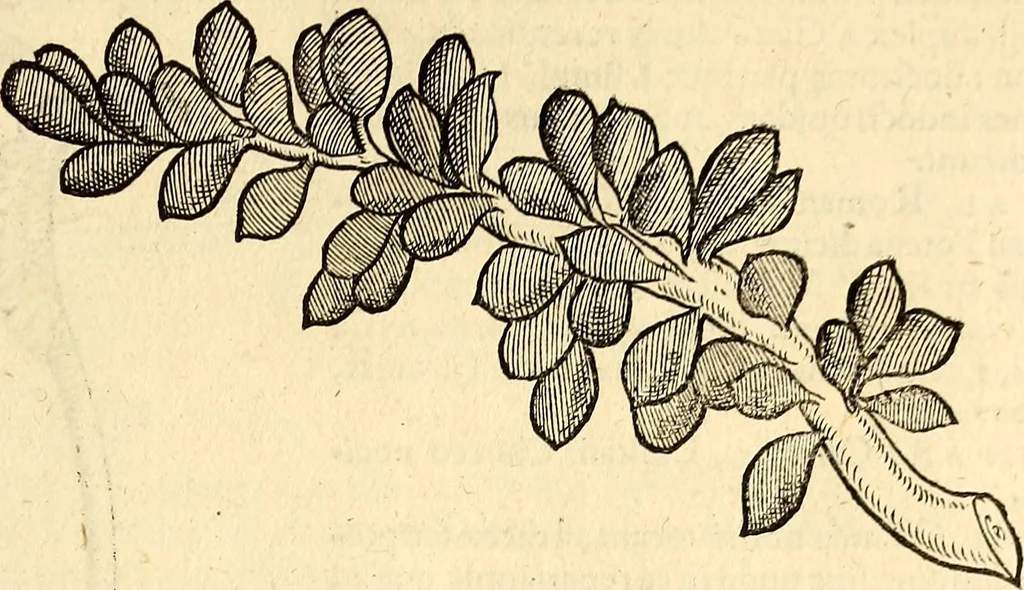 An illustration from Icones animalium quadrupedum uiuiparorum et ouiparorum : quae in Historiae animalium Conradi Gesneri libro I. et II. describuntur, cum nomenclaturis singulorum latinis, graecis, italicis, gallicis, et germanicis plerunque, et aliarum quoque linguarum, certis ordinibus digestae, 1560, leaf 508