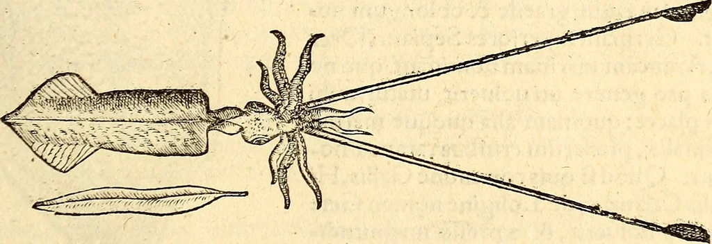 An illustration from Icones animalium quadrupedum uiuiparorum et ouiparorum : quae in Historiae animalium Conradi Gesneri libro I. et II. describuntur, cum nomenclaturis singulorum latinis, graecis, italicis, gallicis, et germanicis plerunque, et aliarum quoque linguarum, certis ordinibus digestae, 1560, leaf 508
