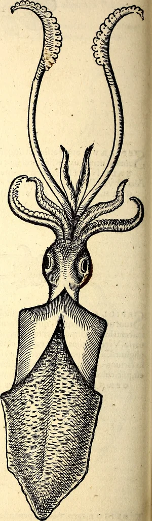 An illustration from Icones animalium quadrupedum uiuiparorum et ouiparorum : quae in Historiae animalium Conradi Gesneri libro I. et II. describuntur, cum nomenclaturis singulorum latinis, graecis, italicis, gallicis, et germanicis plerunque, et aliarum quoque linguarum, certis ordinibus digestae, 1560, leaf 509