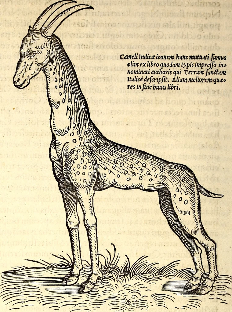 An illustration from Icones animalium quadrupedum uiuiparorum et ouiparorum : quae in Historiae animalium Conradi Gesneri libro I. et II. describuntur, cum nomenclaturis singulorum latinis, graecis, italicis, gallicis, et germanicis plerunque, et aliarum quoque linguarum, certis ordinibus digestae, 1560, leaf 51