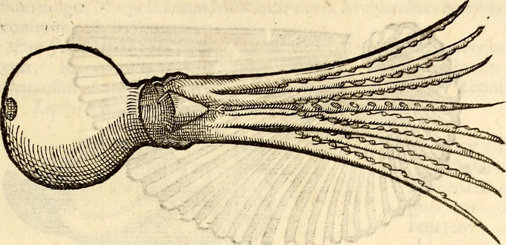 An illustration from Icones animalium quadrupedum uiuiparorum et ouiparorum : quae in Historiae animalium Conradi Gesneri libro I. et II. describuntur, cum nomenclaturis singulorum latinis, graecis, italicis, gallicis, et germanicis plerunque, et aliarum quoque linguarum, certis ordinibus digestae, 1560, leaf 512
