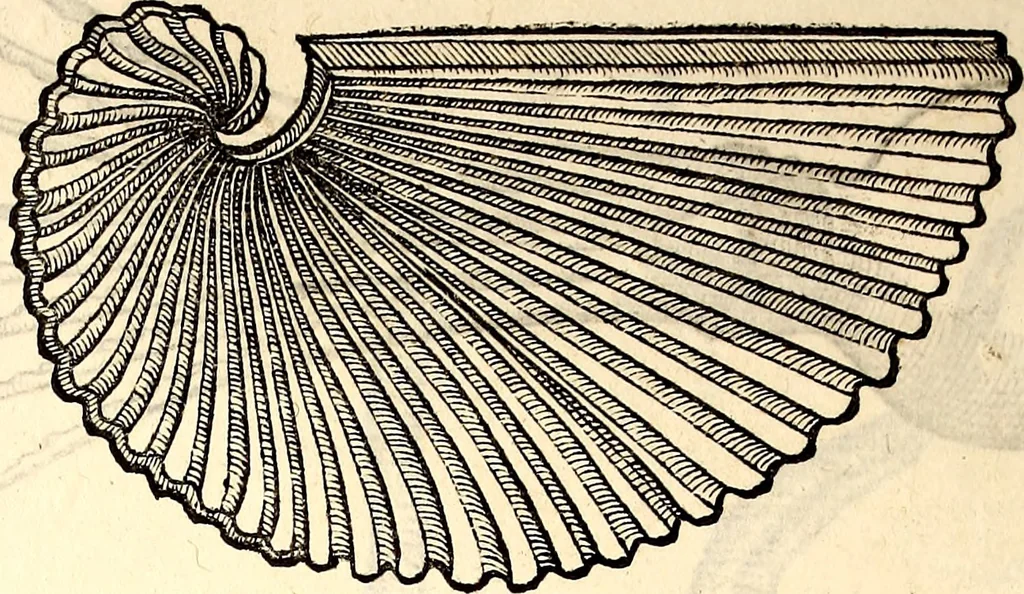 An illustration from Icones animalium quadrupedum uiuiparorum et ouiparorum : quae in Historiae animalium Conradi Gesneri libro I. et II. describuntur, cum nomenclaturis singulorum latinis, graecis, italicis, gallicis, et germanicis plerunque, et aliarum quoque linguarum, certis ordinibus digestae, 1560, leaf 513