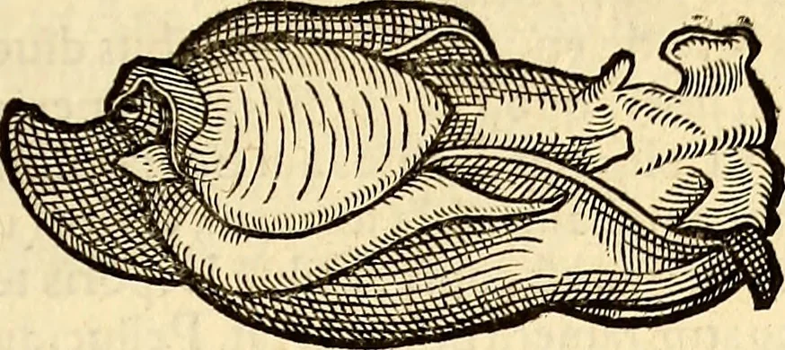 An illustration from Icones animalium quadrupedum uiuiparorum et ouiparorum : quae in Historiae animalium Conradi Gesneri libro I. et II. describuntur, cum nomenclaturis singulorum latinis, graecis, italicis, gallicis, et germanicis plerunque, et aliarum quoque linguarum, certis ordinibus digestae, 1560, leaf 514