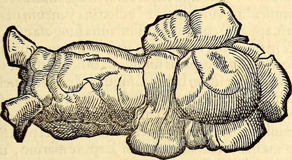 An illustration from Icones animalium quadrupedum uiuiparorum et ouiparorum : quae in Historiae animalium Conradi Gesneri libro I. et II. describuntur, cum nomenclaturis singulorum latinis, graecis, italicis, gallicis, et germanicis plerunque, et aliarum quoque linguarum, certis ordinibus digestae, 1560, leaf 514
