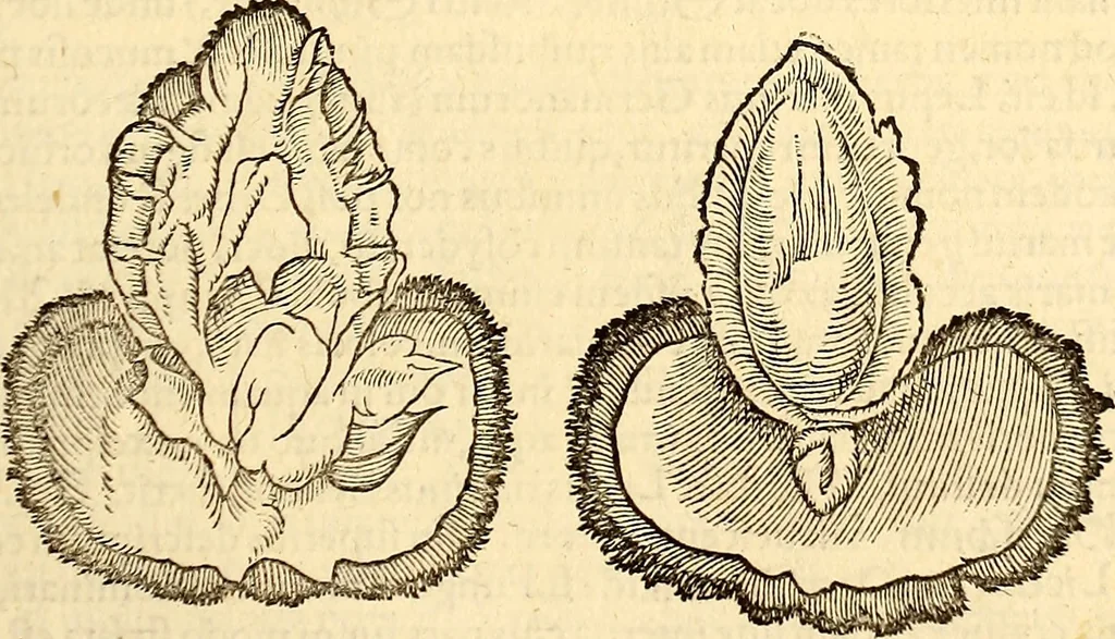 An illustration from Icones animalium quadrupedum uiuiparorum et ouiparorum : quae in Historiae animalium Conradi Gesneri libro I. et II. describuntur, cum nomenclaturis singulorum latinis, graecis, italicis, gallicis, et germanicis plerunque, et aliarum quoque linguarum, certis ordinibus digestae, 1560, leaf 514