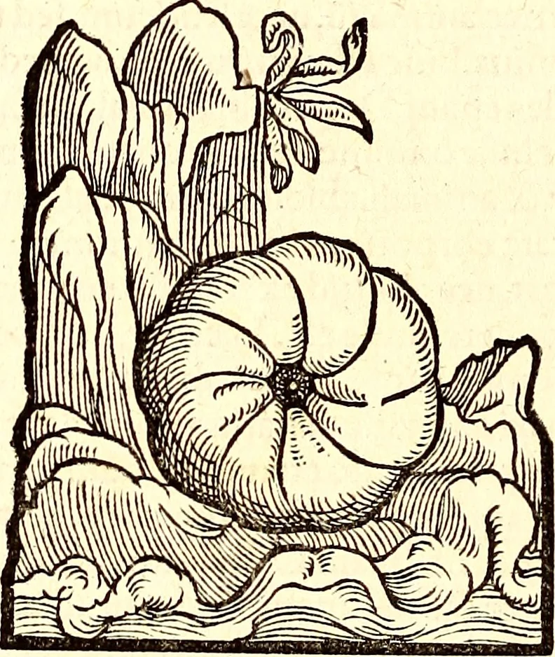 An illustration from Icones animalium quadrupedum uiuiparorum et ouiparorum : quae in Historiae animalium Conradi Gesneri libro I. et II. describuntur, cum nomenclaturis singulorum latinis, graecis, italicis, gallicis, et germanicis plerunque, et aliarum quoque linguarum, certis ordinibus digestae, 1560, leaf 517