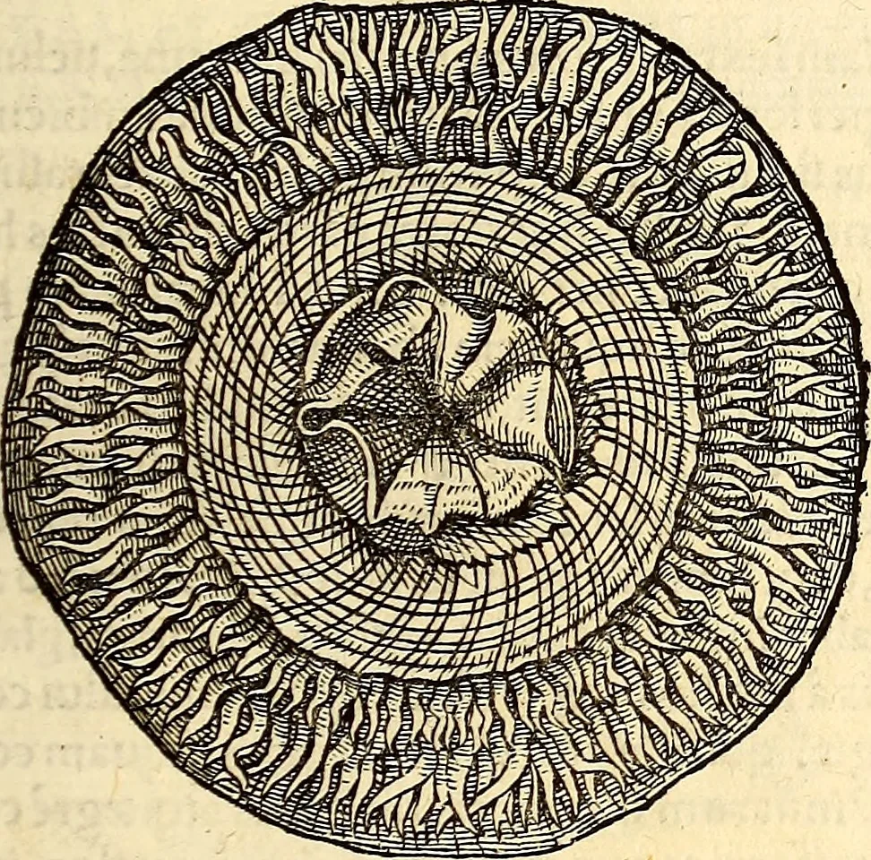 An illustration from Icones animalium quadrupedum uiuiparorum et ouiparorum : quae in Historiae animalium Conradi Gesneri libro I. et II. describuntur, cum nomenclaturis singulorum latinis, graecis, italicis, gallicis, et germanicis plerunque, et aliarum quoque linguarum, certis ordinibus digestae, 1560, leaf 518