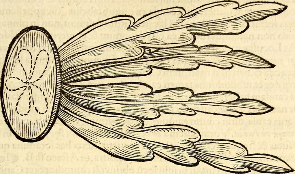 An illustration from Icones animalium quadrupedum uiuiparorum et ouiparorum : quae in Historiae animalium Conradi Gesneri libro I. et II. describuntur, cum nomenclaturis singulorum latinis, graecis, italicis, gallicis, et germanicis plerunque, et aliarum quoque linguarum, certis ordinibus digestae, 1560, leaf 520