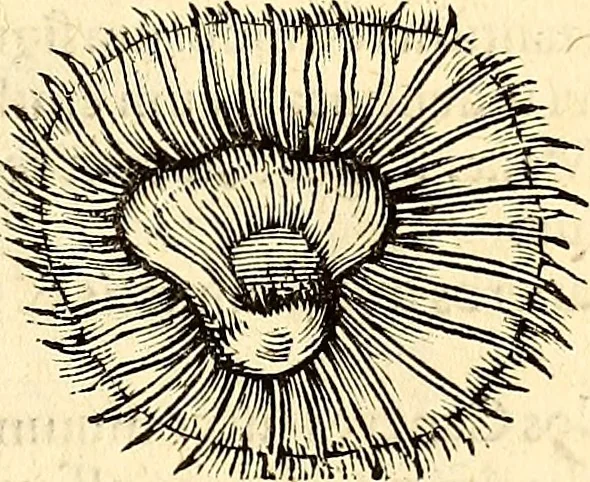 An illustration from Icones animalium quadrupedum uiuiparorum et ouiparorum : quae in Historiae animalium Conradi Gesneri libro I. et II. describuntur, cum nomenclaturis singulorum latinis, graecis, italicis, gallicis, et germanicis plerunque, et aliarum quoque linguarum, certis ordinibus digestae, 1560, leaf 520