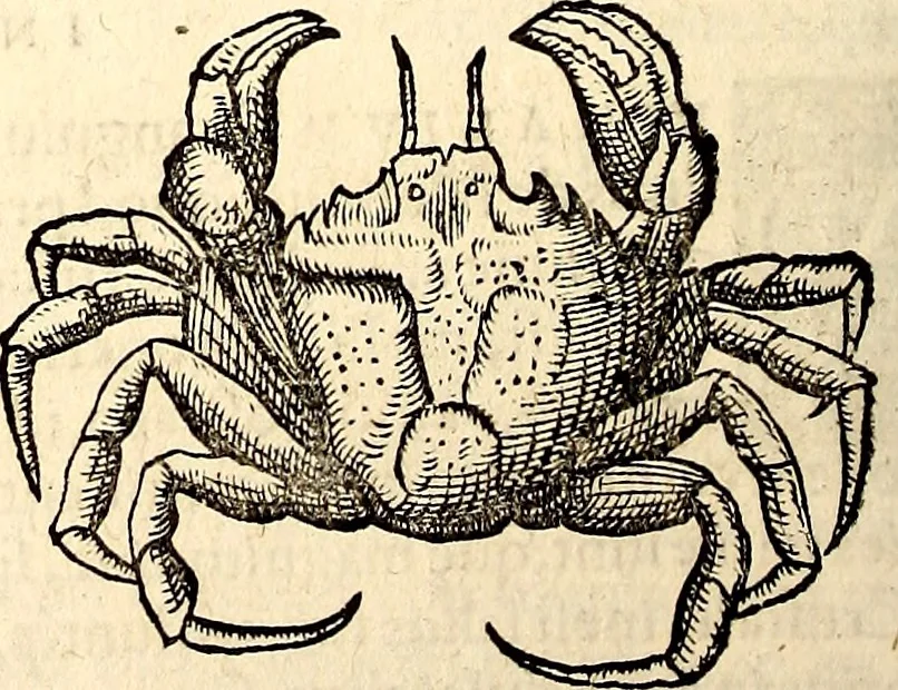 An illustration from Icones animalium quadrupedum uiuiparorum et ouiparorum : quae in Historiae animalium Conradi Gesneri libro I. et II. describuntur, cum nomenclaturis singulorum latinis, graecis, italicis, gallicis, et germanicis plerunque, et aliarum quoque linguarum, certis ordinibus digestae, 1560, leaf 521