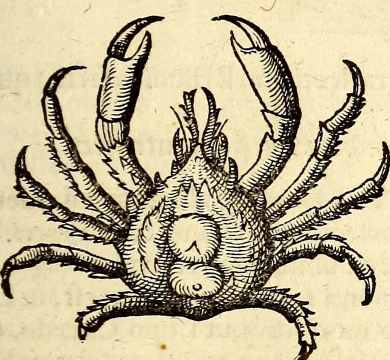 An illustration from Icones animalium quadrupedum uiuiparorum et ouiparorum : quae in Historiae animalium Conradi Gesneri libro I. et II. describuntur, cum nomenclaturis singulorum latinis, graecis, italicis, gallicis, et germanicis plerunque, et aliarum quoque linguarum, certis ordinibus digestae, 1560, leaf 522