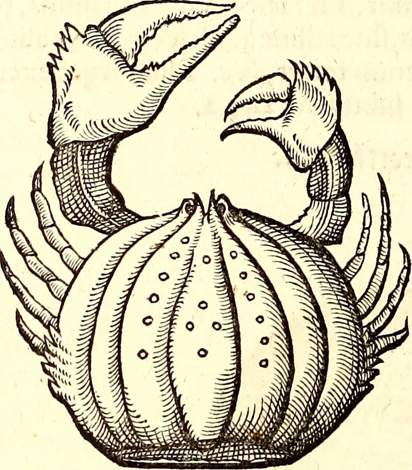 An illustration from Icones animalium quadrupedum uiuiparorum et ouiparorum : quae in Historiae animalium Conradi Gesneri libro I. et II. describuntur, cum nomenclaturis singulorum latinis, graecis, italicis, gallicis, et germanicis plerunque, et aliarum quoque linguarum, certis ordinibus digestae, 1560, leaf 523