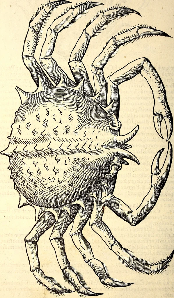 An illustration from Icones animalium quadrupedum uiuiparorum et ouiparorum : quae in Historiae animalium Conradi Gesneri libro I. et II. describuntur, cum nomenclaturis singulorum latinis, graecis, italicis, gallicis, et germanicis plerunque, et aliarum quoque linguarum, certis ordinibus digestae, 1560, leaf 525