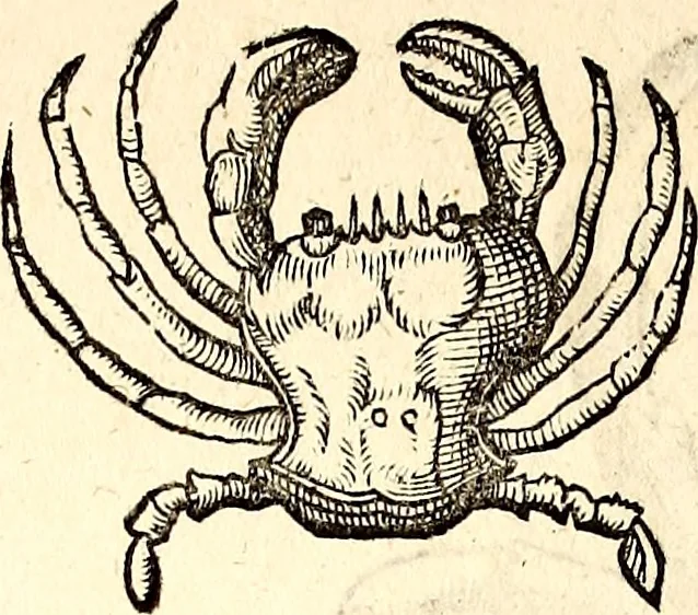 An illustration from Icones animalium quadrupedum uiuiparorum et ouiparorum : quae in Historiae animalium Conradi Gesneri libro I. et II. describuntur, cum nomenclaturis singulorum latinis, graecis, italicis, gallicis, et germanicis plerunque, et aliarum quoque linguarum, certis ordinibus digestae, 1560, leaf 527