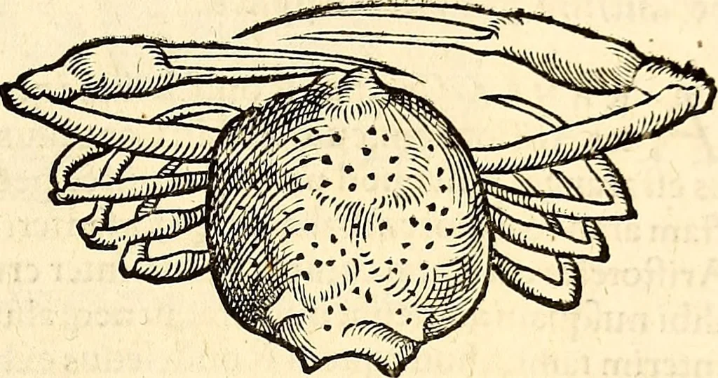 An illustration from Icones animalium quadrupedum uiuiparorum et ouiparorum : quae in Historiae animalium Conradi Gesneri libro I. et II. describuntur, cum nomenclaturis singulorum latinis, graecis, italicis, gallicis, et germanicis plerunque, et aliarum quoque linguarum, certis ordinibus digestae, 1560, leaf 528