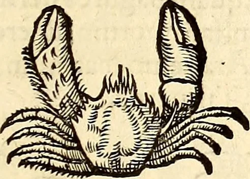 An illustration from Icones animalium quadrupedum uiuiparorum et ouiparorum : quae in Historiae animalium Conradi Gesneri libro I. et II. describuntur, cum nomenclaturis singulorum latinis, graecis, italicis, gallicis, et germanicis plerunque, et aliarum quoque linguarum, certis ordinibus digestae, 1560, leaf 528