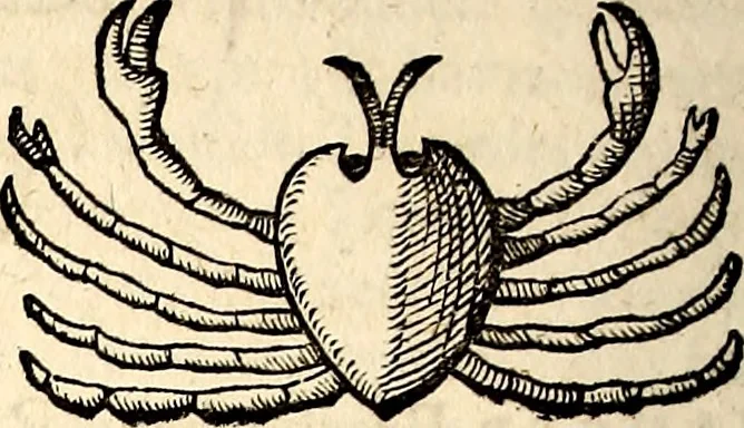 An illustration from Icones animalium quadrupedum uiuiparorum et ouiparorum : quae in Historiae animalium Conradi Gesneri libro I. et II. describuntur, cum nomenclaturis singulorum latinis, graecis, italicis, gallicis, et germanicis plerunque, et aliarum quoque linguarum, certis ordinibus digestae, 1560, leaf 529