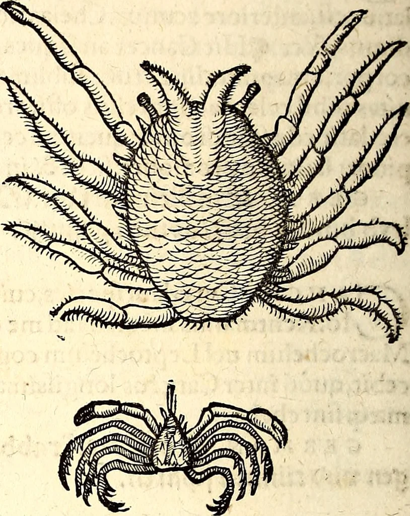 An illustration from Icones animalium quadrupedum uiuiparorum et ouiparorum : quae in Historiae animalium Conradi Gesneri libro I. et II. describuntur, cum nomenclaturis singulorum latinis, graecis, italicis, gallicis, et germanicis plerunque, et aliarum quoque linguarum, certis ordinibus digestae, 1560, leaf 529