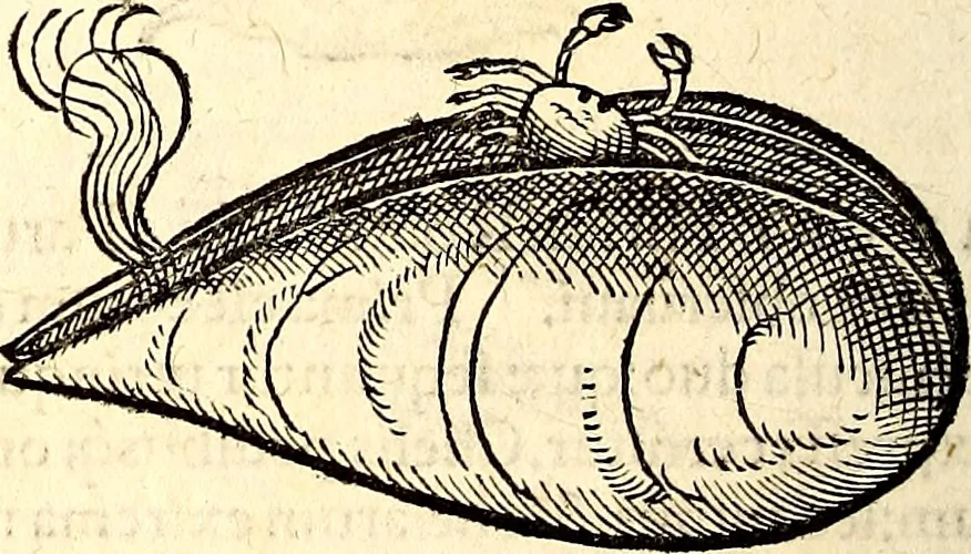 An illustration from Icones animalium quadrupedum uiuiparorum et ouiparorum : quae in Historiae animalium Conradi Gesneri libro I. et II. describuntur, cum nomenclaturis singulorum latinis, graecis, italicis, gallicis, et germanicis plerunque, et aliarum quoque linguarum, certis ordinibus digestae, 1560, leaf 529