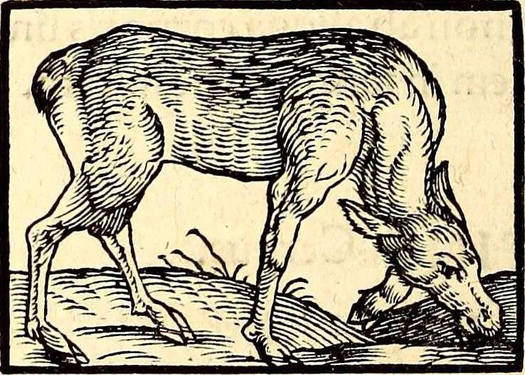 An illustration from Icones animalium quadrupedum uiuiparorum et ouiparorum : quae in Historiae animalium Conradi Gesneri libro I. et II. describuntur, cum nomenclaturis singulorum latinis, graecis, italicis, gallicis, et germanicis plerunque, et aliarum quoque linguarum, certis ordinibus digestae, 1560, leaf 53
