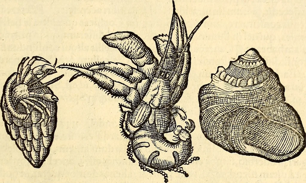 An illustration from Icones animalium quadrupedum uiuiparorum et ouiparorum : quae in Historiae animalium Conradi Gesneri libro I. et II. describuntur, cum nomenclaturis singulorum latinis, graecis, italicis, gallicis, et germanicis plerunque, et aliarum quoque linguarum, certis ordinibus digestae, 1560, leaf 530