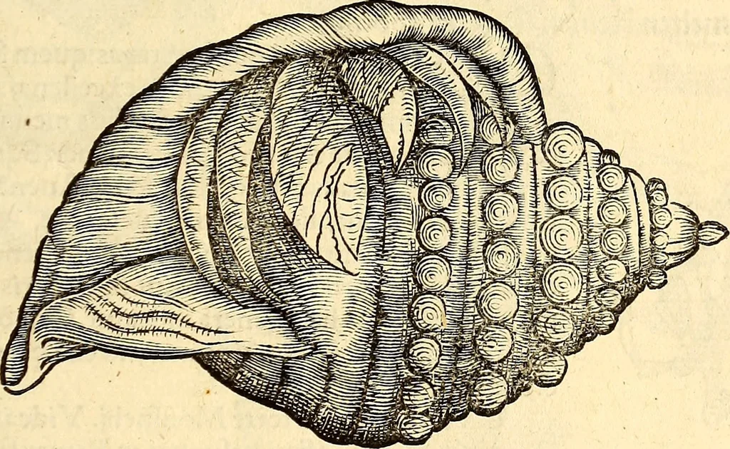 An illustration from Icones animalium quadrupedum uiuiparorum et ouiparorum : quae in Historiae animalium Conradi Gesneri libro I. et II. describuntur, cum nomenclaturis singulorum latinis, graecis, italicis, gallicis, et germanicis plerunque, et aliarum quoque linguarum, certis ordinibus digestae, 1560, leaf 530