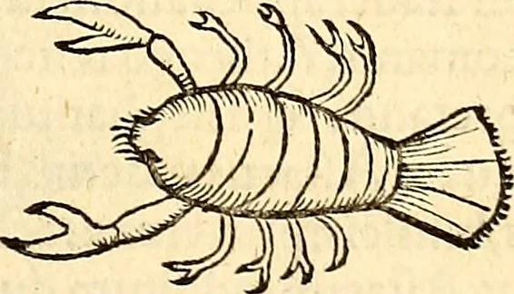 An illustration from Icones animalium quadrupedum uiuiparorum et ouiparorum : quae in Historiae animalium Conradi Gesneri libro I. et II. describuntur, cum nomenclaturis singulorum latinis, graecis, italicis, gallicis, et germanicis plerunque, et aliarum quoque linguarum, certis ordinibus digestae, 1560, leaf 530