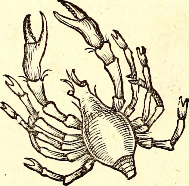 An illustration from Icones animalium quadrupedum uiuiparorum et ouiparorum : quae in Historiae animalium Conradi Gesneri libro I. et II. describuntur, cum nomenclaturis singulorum latinis, graecis, italicis, gallicis, et germanicis plerunque, et aliarum quoque linguarum, certis ordinibus digestae, 1560, leaf 531