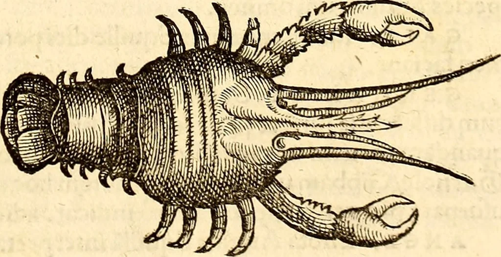 An illustration from Icones animalium quadrupedum uiuiparorum et ouiparorum : quae in Historiae animalium Conradi Gesneri libro I. et II. describuntur, cum nomenclaturis singulorum latinis, graecis, italicis, gallicis, et germanicis plerunque, et aliarum quoque linguarum, certis ordinibus digestae, 1560, leaf 534