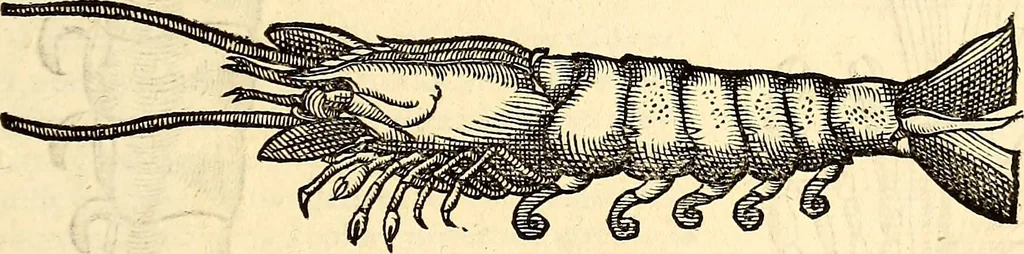An illustration from Icones animalium quadrupedum uiuiparorum et ouiparorum : quae in Historiae animalium Conradi Gesneri libro I. et II. describuntur, cum nomenclaturis singulorum latinis, graecis, italicis, gallicis, et germanicis plerunque, et aliarum quoque linguarum, certis ordinibus digestae, 1560, leaf 538