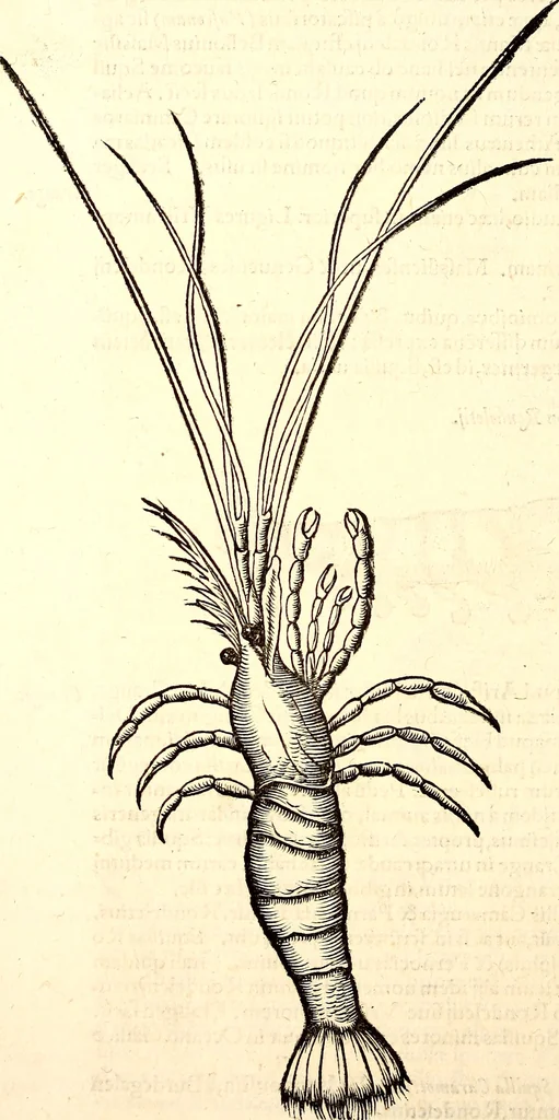 An illustration from Icones animalium quadrupedum uiuiparorum et ouiparorum : quae in Historiae animalium Conradi Gesneri libro I. et II. describuntur, cum nomenclaturis singulorum latinis, graecis, italicis, gallicis, et germanicis plerunque, et aliarum quoque linguarum, certis ordinibus digestae, 1560, leaf 539