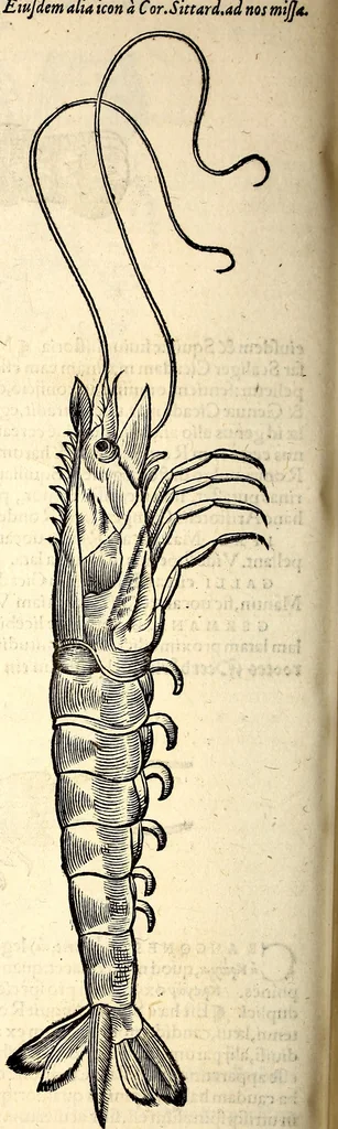 An illustration from Icones animalium quadrupedum uiuiparorum et ouiparorum : quae in Historiae animalium Conradi Gesneri libro I. et II. describuntur, cum nomenclaturis singulorum latinis, graecis, italicis, gallicis, et germanicis plerunque, et aliarum quoque linguarum, certis ordinibus digestae, 1560, leaf 539