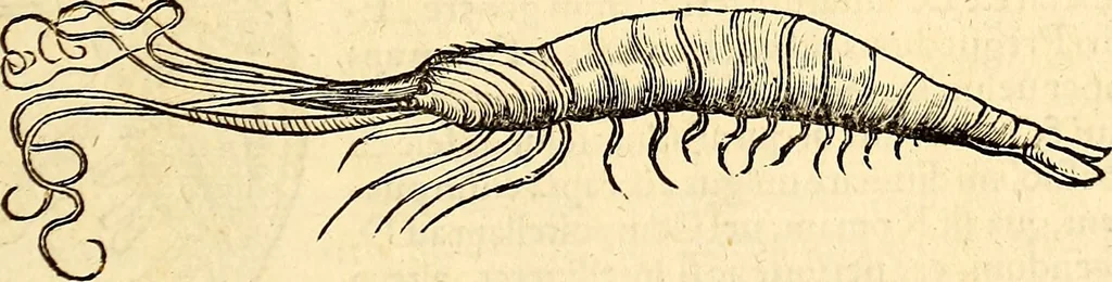 An illustration from Icones animalium quadrupedum uiuiparorum et ouiparorum : quae in Historiae animalium Conradi Gesneri libro I. et II. describuntur, cum nomenclaturis singulorum latinis, graecis, italicis, gallicis, et germanicis plerunque, et aliarum quoque linguarum, certis ordinibus digestae, 1560, leaf 540