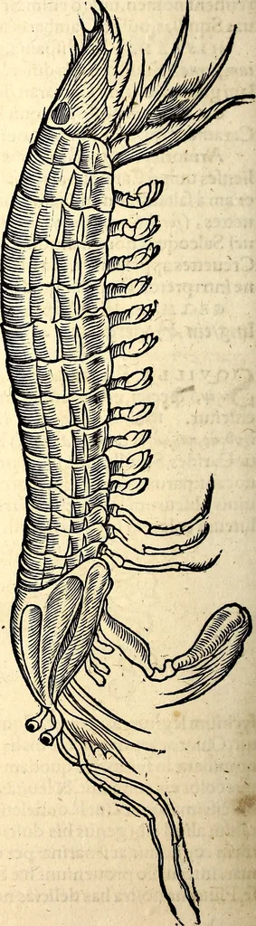 An illustration from Icones animalium quadrupedum uiuiparorum et ouiparorum : quae in Historiae animalium Conradi Gesneri libro I. et II. describuntur, cum nomenclaturis singulorum latinis, graecis, italicis, gallicis, et germanicis plerunque, et aliarum quoque linguarum, certis ordinibus digestae, 1560, leaf 541
