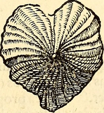 An illustration from Icones animalium quadrupedum uiuiparorum et ouiparorum : quae in Historiae animalium Conradi Gesneri libro I. et II. describuntur, cum nomenclaturis singulorum latinis, graecis, italicis, gallicis, et germanicis plerunque, et aliarum quoque linguarum, certis ordinibus digestae, 1560, leaf 544