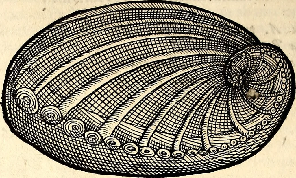 An illustration from Icones animalium quadrupedum uiuiparorum et ouiparorum : quae in Historiae animalium Conradi Gesneri libro I. et II. describuntur, cum nomenclaturis singulorum latinis, graecis, italicis, gallicis, et germanicis plerunque, et aliarum quoque linguarum, certis ordinibus digestae, 1560, leaf 545