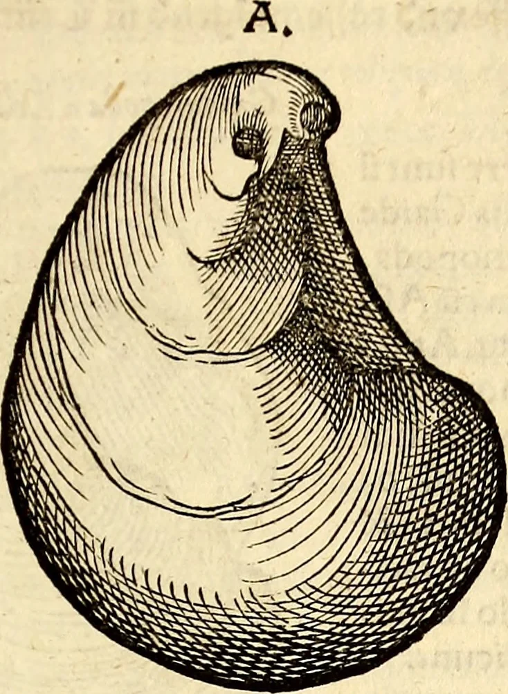 An illustration from Icones animalium quadrupedum uiuiparorum et ouiparorum : quae in Historiae animalium Conradi Gesneri libro I. et II. describuntur, cum nomenclaturis singulorum latinis, graecis, italicis, gallicis, et germanicis plerunque, et aliarum quoque linguarum, certis ordinibus digestae, 1560, leaf 546