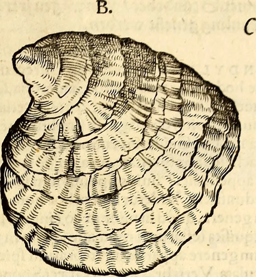 An illustration from Icones animalium quadrupedum uiuiparorum et ouiparorum : quae in Historiae animalium Conradi Gesneri libro I. et II. describuntur, cum nomenclaturis singulorum latinis, graecis, italicis, gallicis, et germanicis plerunque, et aliarum quoque linguarum, certis ordinibus digestae, 1560, leaf 546