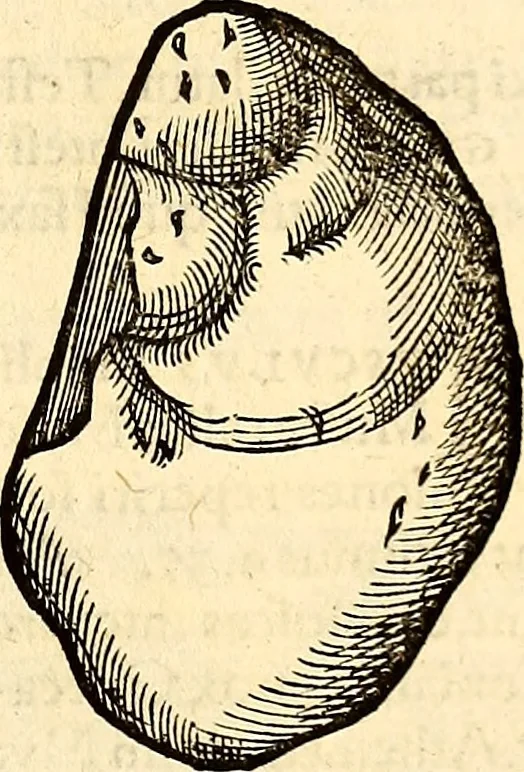An illustration from Icones animalium quadrupedum uiuiparorum et ouiparorum : quae in Historiae animalium Conradi Gesneri libro I. et II. describuntur, cum nomenclaturis singulorum latinis, graecis, italicis, gallicis, et germanicis plerunque, et aliarum quoque linguarum, certis ordinibus digestae, 1560, leaf 546