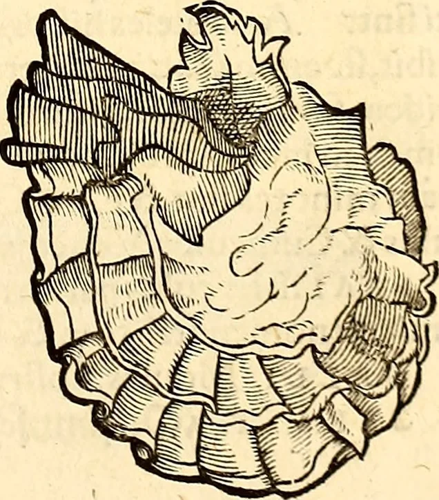 An illustration from Icones animalium quadrupedum uiuiparorum et ouiparorum : quae in Historiae animalium Conradi Gesneri libro I. et II. describuntur, cum nomenclaturis singulorum latinis, graecis, italicis, gallicis, et germanicis plerunque, et aliarum quoque linguarum, certis ordinibus digestae, 1560, leaf 546