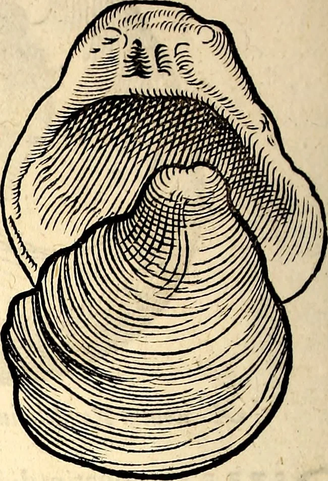An illustration from Icones animalium quadrupedum uiuiparorum et ouiparorum : quae in Historiae animalium Conradi Gesneri libro I. et II. describuntur, cum nomenclaturis singulorum latinis, graecis, italicis, gallicis, et germanicis plerunque, et aliarum quoque linguarum, certis ordinibus digestae, 1560, leaf 547