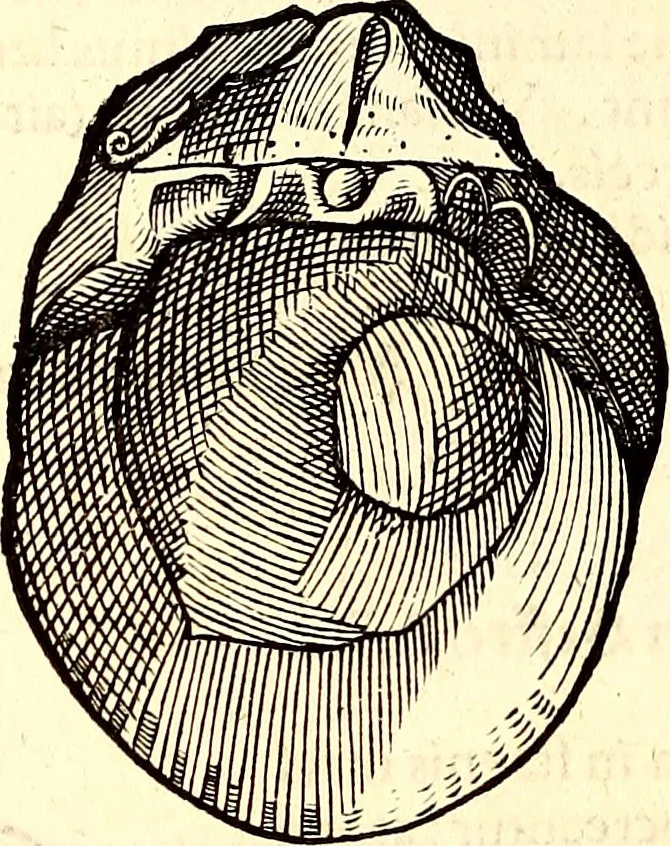 An illustration from Icones animalium quadrupedum uiuiparorum et ouiparorum : quae in Historiae animalium Conradi Gesneri libro I. et II. describuntur, cum nomenclaturis singulorum latinis, graecis, italicis, gallicis, et germanicis plerunque, et aliarum quoque linguarum, certis ordinibus digestae, 1560, leaf 547