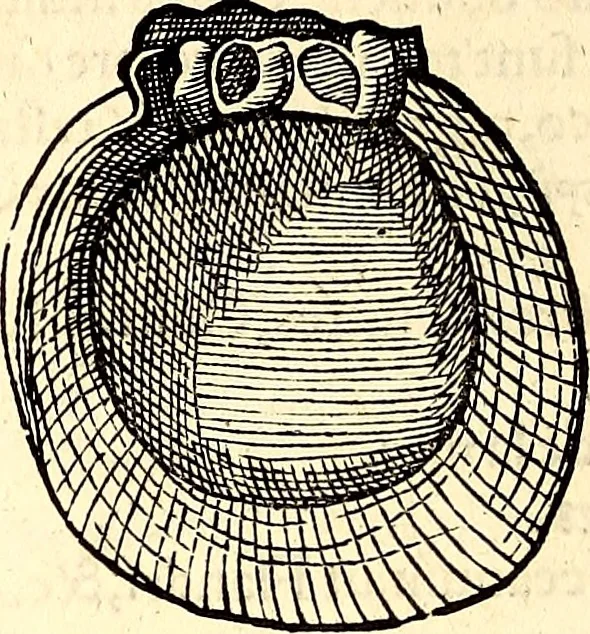 An illustration from Icones animalium quadrupedum uiuiparorum et ouiparorum : quae in Historiae animalium Conradi Gesneri libro I. et II. describuntur, cum nomenclaturis singulorum latinis, graecis, italicis, gallicis, et germanicis plerunque, et aliarum quoque linguarum, certis ordinibus digestae, 1560, leaf 547