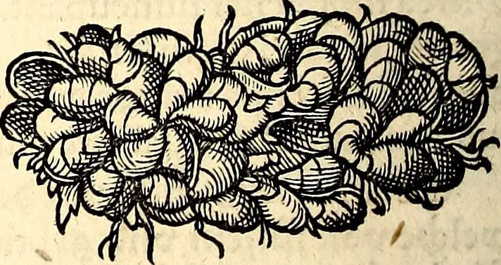 An illustration from Icones animalium quadrupedum uiuiparorum et ouiparorum : quae in Historiae animalium Conradi Gesneri libro I. et II. describuntur, cum nomenclaturis singulorum latinis, graecis, italicis, gallicis, et germanicis plerunque, et aliarum quoque linguarum, certis ordinibus digestae, 1560, leaf 547