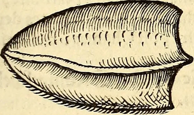 An illustration from Icones animalium quadrupedum uiuiparorum et ouiparorum : quae in Historiae animalium Conradi Gesneri libro I. et II. describuntur, cum nomenclaturis singulorum latinis, graecis, italicis, gallicis, et germanicis plerunque, et aliarum quoque linguarum, certis ordinibus digestae, 1560, leaf 548