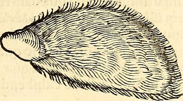 An illustration from Icones animalium quadrupedum uiuiparorum et ouiparorum : quae in Historiae animalium Conradi Gesneri libro I. et II. describuntur, cum nomenclaturis singulorum latinis, graecis, italicis, gallicis, et germanicis plerunque, et aliarum quoque linguarum, certis ordinibus digestae, 1560, leaf 548