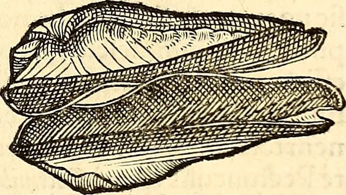 An illustration from Icones animalium quadrupedum uiuiparorum et ouiparorum : quae in Historiae animalium Conradi Gesneri libro I. et II. describuntur, cum nomenclaturis singulorum latinis, graecis, italicis, gallicis, et germanicis plerunque, et aliarum quoque linguarum, certis ordinibus digestae, 1560, leaf 548