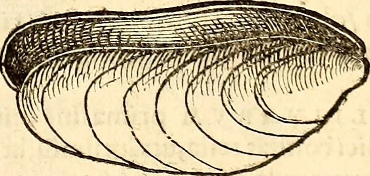 An illustration from Icones animalium quadrupedum uiuiparorum et ouiparorum : quae in Historiae animalium Conradi Gesneri libro I. et II. describuntur, cum nomenclaturis singulorum latinis, graecis, italicis, gallicis, et germanicis plerunque, et aliarum quoque linguarum, certis ordinibus digestae, 1560, leaf 548